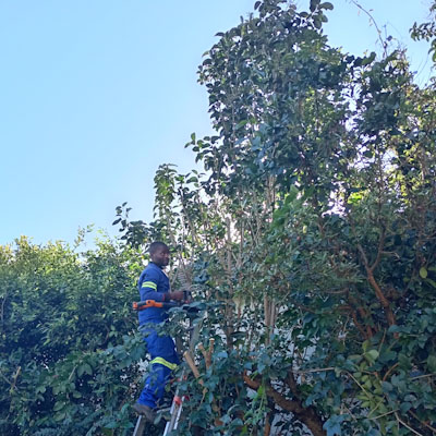 Worx JawSaw dramatically cuts down the time you need for garden maintenance.