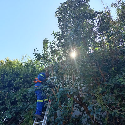 The Worx JawSaw for quicker and more effective garden maintenance.