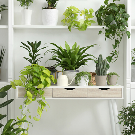 Do Indoor Plants Need Humidity?