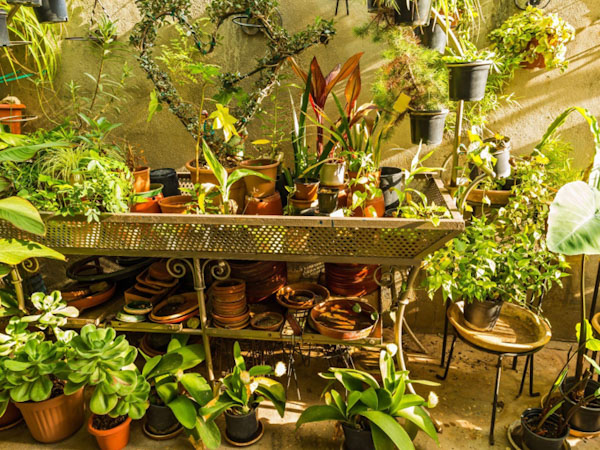 How to Build a Year-Round Indoor Garden