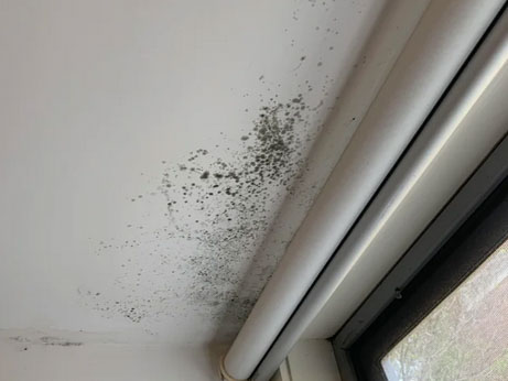 Best Method to Clean Mold Off Bathroom Ceiling