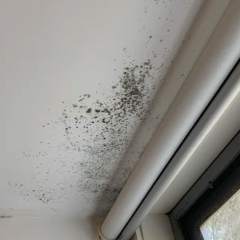 clean mould from ceiling