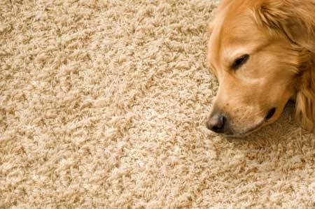 Top 10 Tips for home living