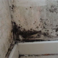 Get rid of mould