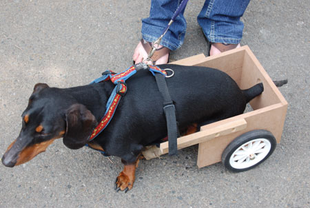 suggestions for caring for a dog or cat that has been crippled