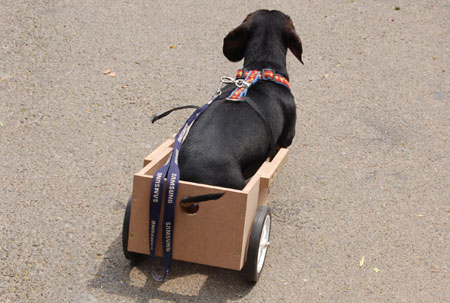 suggestions for caring for a dog or cat that has been crippled