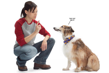 pooch makes a liquid deposit on the carpet, you have to act fast