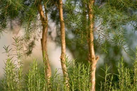 uses for tea tree oil