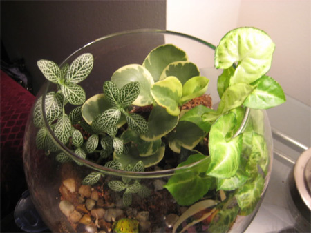terrarium ideas