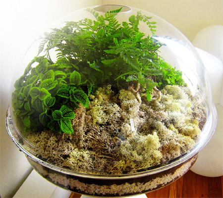 make your own terrarium