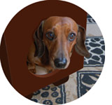 Make our Pooch Palais!