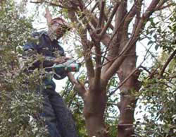 Bosch All-Purpose Saw