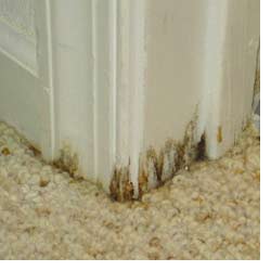 Prevent damp and mould 