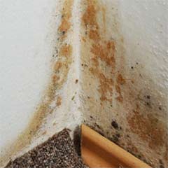 Prevent damp and mould