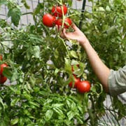 Grow your own fresh vegetables