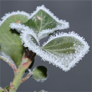Protect your garden from frost