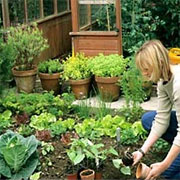 Establish and grow a kitchen garden