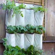 A shoe holders is great for a hanging herb garden