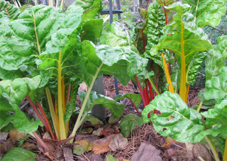 Add colour to garden beds with Swiss Chard 