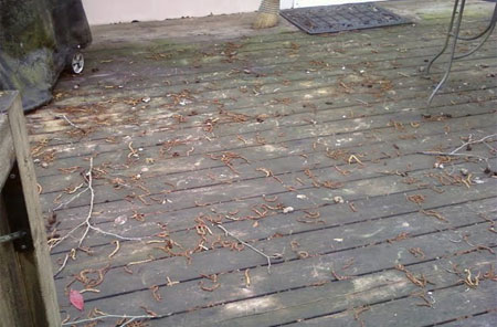 refinish that deck for summer 