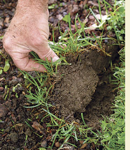 Perfectly edged beds and borders 