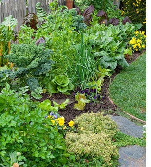 Edible landscaping