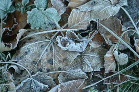 Protecting your plants against frost