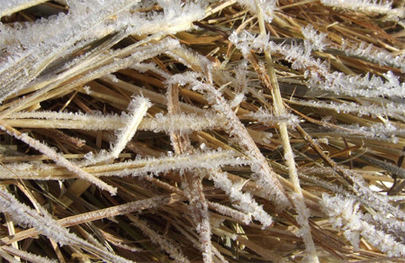 Protecting your plants against frost