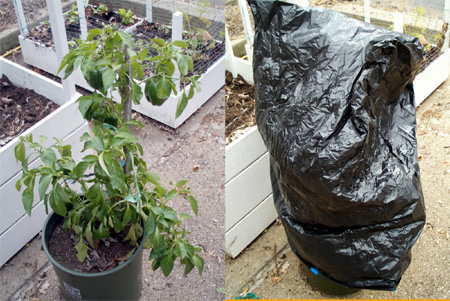 Protecting your plants against frost