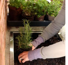 fill with a rich organic soil