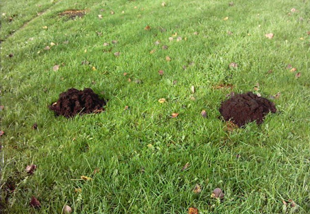 Controlling moles in a garden 
