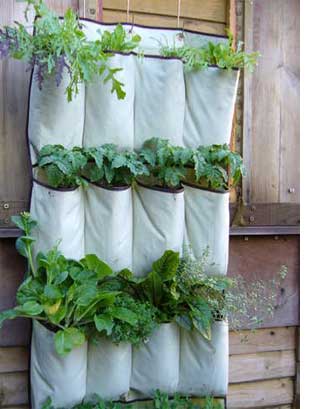 growing small kitchen veggies and herbs