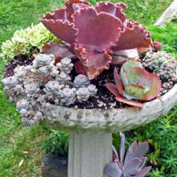 container displays in the garden