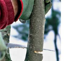 prune a tree