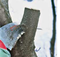 prune a tree