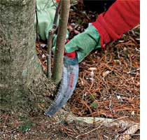 prune a tree