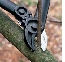 prune a tree