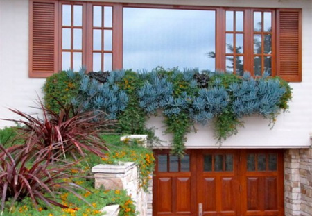 indigenous water wise low maintenance garden design