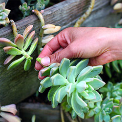 indigenous water wise low maintenance garden design