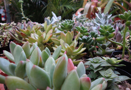 indigenous water wise low maintenance garden design