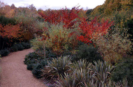 Creating a winter landscape in a garden