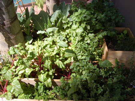Establish a one metre veggie garden