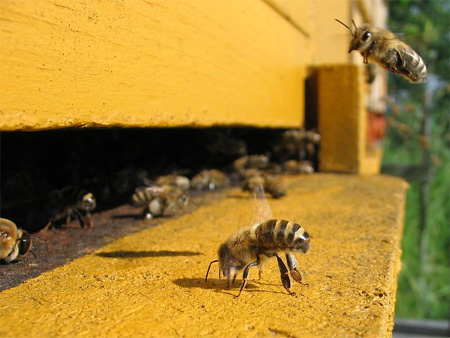 Where have all the bees gone?