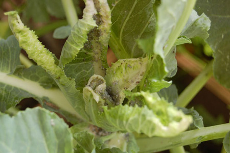 Natural remedies for garden pests