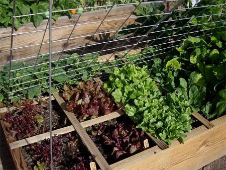 Establish a one metre veggie garden
