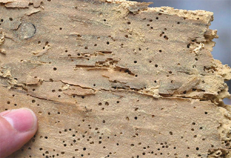 Timber and wood full of holes?